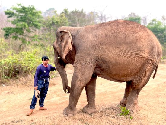 LINE_ALBUM_マニファエレファントキャンプ_250523_11
