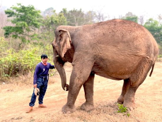 象使い体験1日ツアー！マニファ・エレファントキャンプで象使い体験＋メコン川サンセットクルーズ＜ビュッフェランチ付き／英語ガイド／ルアンパバーン発＞