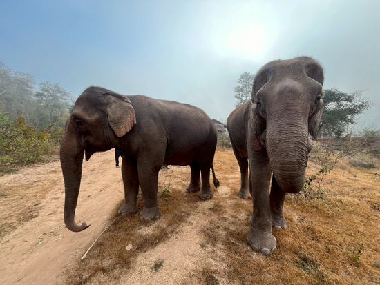 LINE_ALBUM_マニファエレファントキャンプ_250523_18