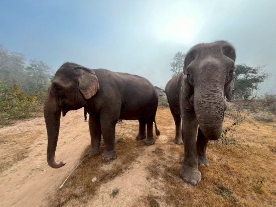 象使い体験半日ツアー　マニファ・エレファントキャンプで象使い入門！ジャングル散歩＆川遊び体験 ＜昼食付き／日本語または英語ガイド／ルアンパバーン発着＞