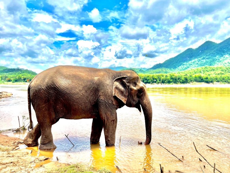 LINE_ALBUM_マニファエレファントキャンプ_250523_1