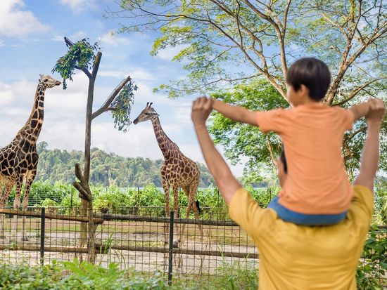 Wild Africa - Giraffes