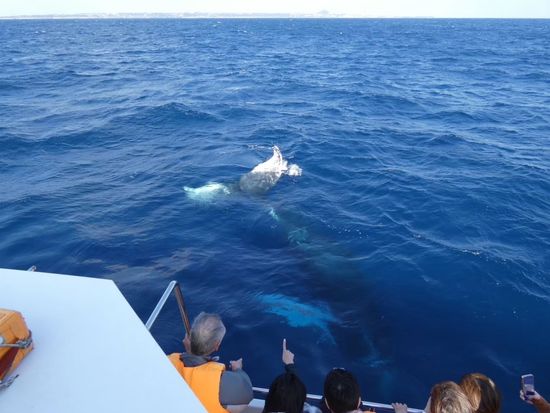 2.編クジラ潜る1