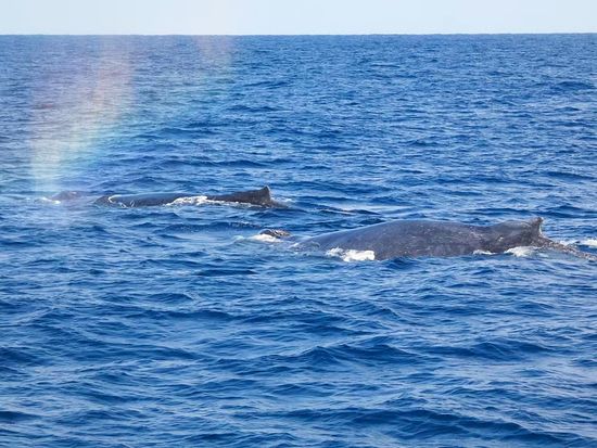 5.編クジラ二頭虹