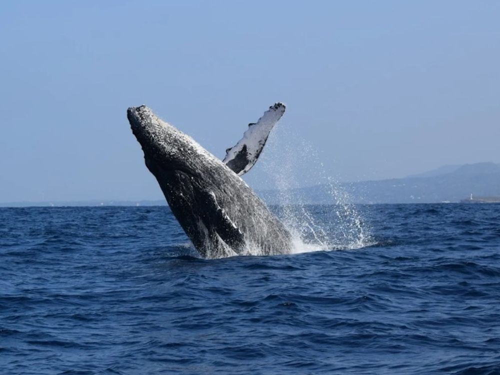ホエールウォッチング 冬季限定クジラとの出会いに大興奮♪本部港発ホエールウォッチングツアーで感動体験＜冬季限定／半日／北部＞