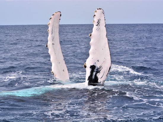 4.フリッパーフロップ編集