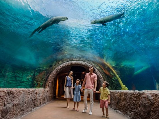 Amazon Flooded Forest - Giant River Otters