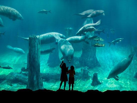 Amazon Flooded Forest - Manatee