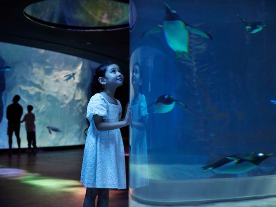 Ocean Network Express Penguin Cove_Underwater