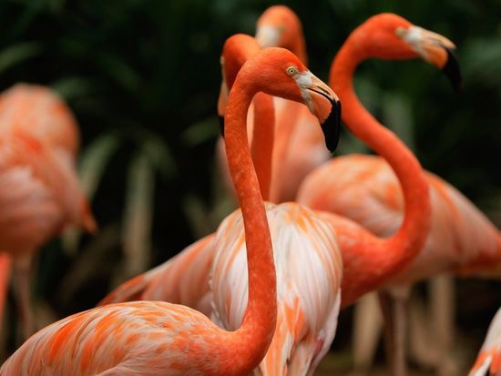 homepage-american-flamingos-675x500
