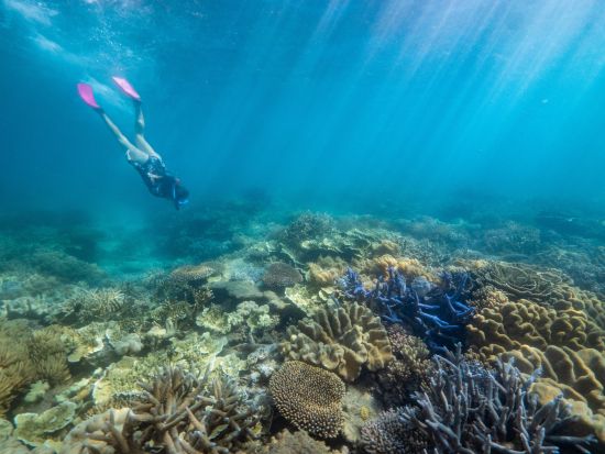 世界遺産グレートバリアリーフクルーズ　グリーン島＆フィッツロイ島を1日で巡る充実プラン！シュノーケルなどのアクティビティも満喫＜ケアンズ発＞by Big Cat