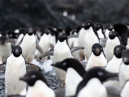 アデリーペンギン