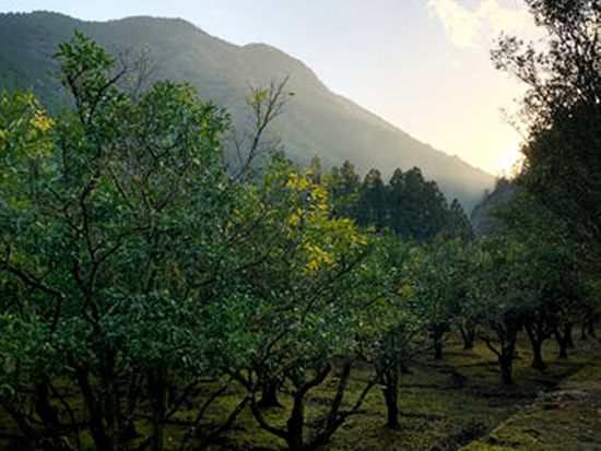 ボディソープ (3)