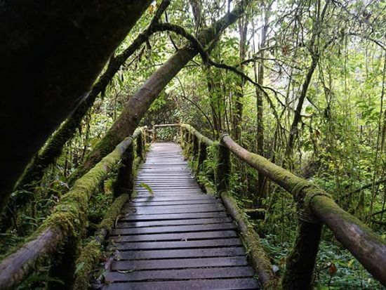 チェンマイ発ドイ・インタノン国立公園ツアー　キング＆クイーンパゴダ＋山岳少数民族市場＋滝見学＜昼食／日本語ガイ＞