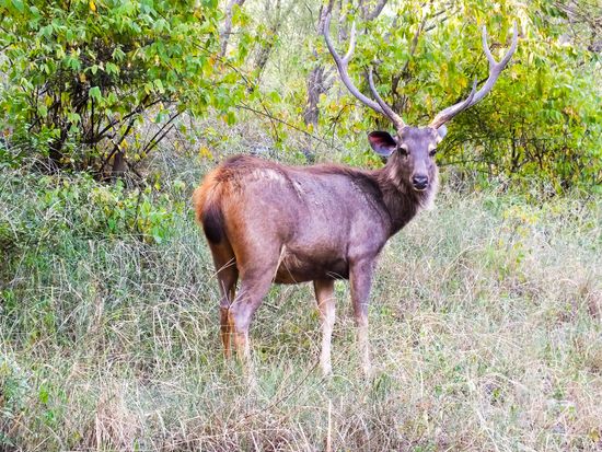 KIZUNA INDO TRAVELS LLP