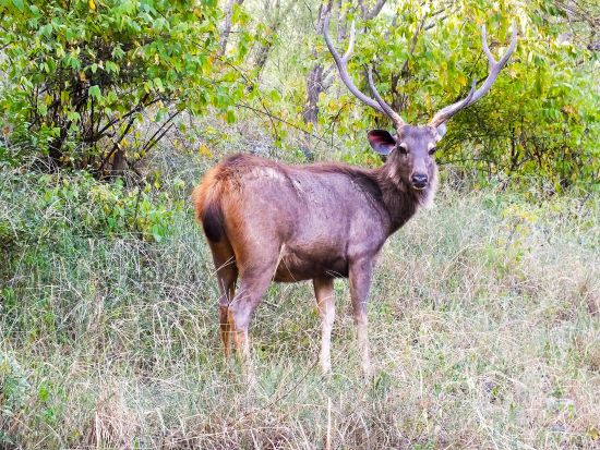 【貸切チャーター】デリー発ジム・コーベット 2日間！日本語アシスタント選択可＜専用車／英語ドライバー／高速代＆駐車場代込／ホテル送迎＞ *車1台あたり料金