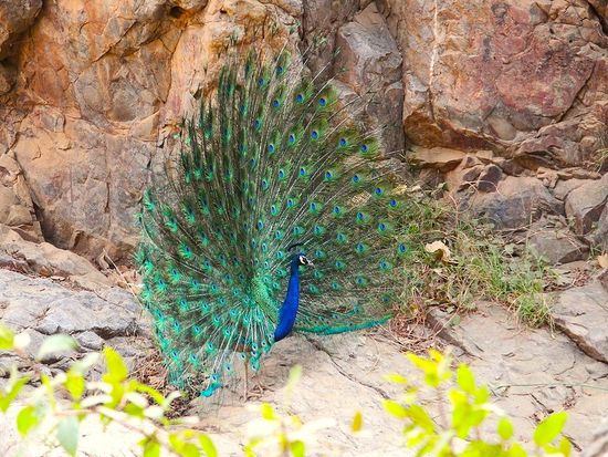 KIZUNA INDO TRAVELS LLP