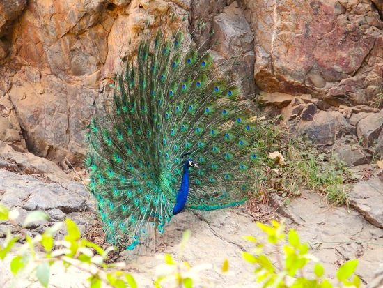 【貸切チャーター】デリー発ジム・コーベット 2日間！日本語アシスタント選択可＜専用車／英語ドライバー／高速代＆駐車場代込／ホテル送迎＞ *車1台あたり料金