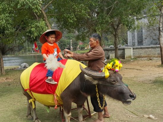 ninh-binh-dich-vu-cuoi-trau-chup-hinh-hut-khach-dip-dau-xuan-06-.0550