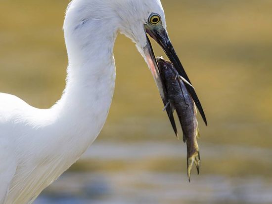 ヒョウの生息密度世界一！ヤーラ国立公園サファリツアー＜送迎付き／ヤーラ周辺エリア発＞