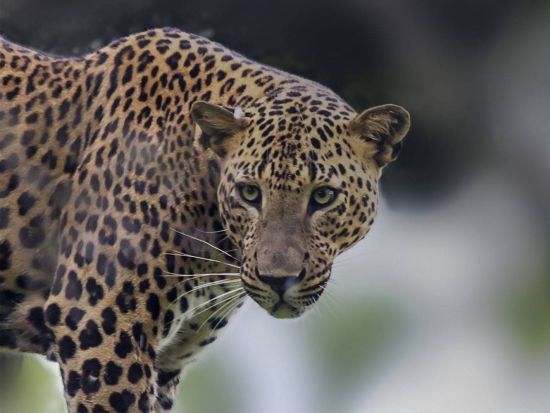 ヒョウの生息密度世界一！ヤーラ国立公園サファリツアー＜送迎付き／ヤーラ周辺エリア発＞