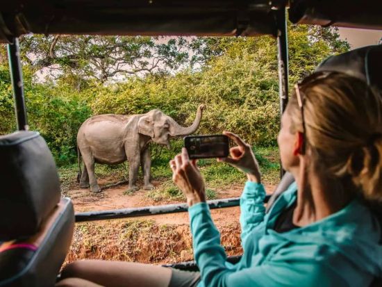 ヒョウの生息密度世界一！ヤーラ国立公園サファリツアー＜送迎付き／ヤーラ周辺エリア発＞