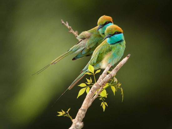 発着地が選べる！ヤーラ国立公園サファリ送迎ツアー＜エラまたは南部沿岸エリア発＞