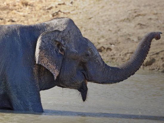 発着地が選べる！ヤーラ国立公園サファリ送迎ツアー＜エラまたは南部沿岸エリア発＞