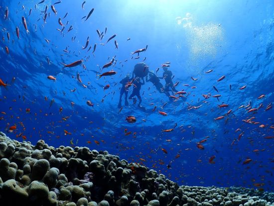 幻の島「バラス島上陸・写真撮影」も体験 西表島の誇る無数のカラフルなサンゴ礁と熱帯魚に出会える半日プラン＜約3時間／送迎付／3月～11月＞