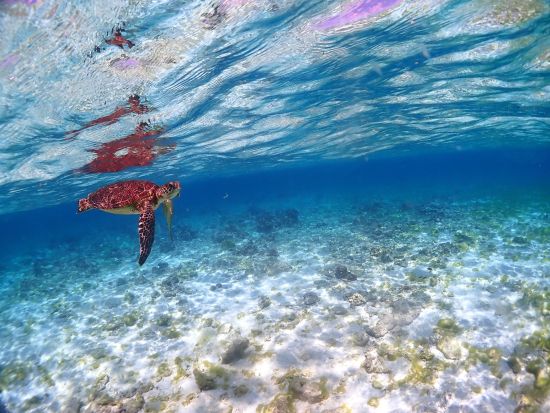 幻の島「バラス島上陸・写真撮影」も体験 西表島の誇る無数のカラフルなサンゴ礁と熱帯魚に出会える半日プラン＜約3時間／送迎付／3月～11月＞
