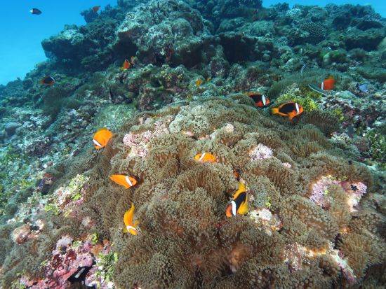 幻の島「バラス島上陸・写真撮影」も体験 西表島の誇る無数のカラフルなサンゴ礁と熱帯魚に出会える半日プラン＜約3時間／送迎付／3月～11月＞