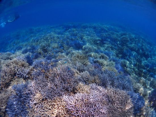 幻の島「バラス島上陸・写真撮影」も体験 西表島の誇る無数のカラフルなサンゴ礁と熱帯魚に出会える半日プラン＜約3時間／送迎付／3月～11月＞