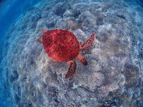 世界屈指のサンゴ礁とエンジェルフィッシュに囲まれてシュノ－ケリング体験 幻の島「バラス島」上陸と写真撮影＋鳩間島でのランチ&観光も＜1日／送迎付／3月～11月＞