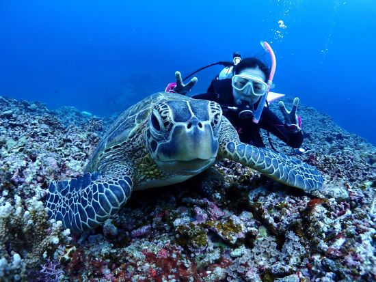体験ダイビング 西表島のカラフルな海で体験ダイビング 1ボートor2ボートで楽しむ水中世界＜約3時間or1日／送迎付／3月～12月＞