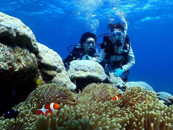 体験ダイビング 西表島のカラフルな海で体験ダイビング 1ボートor2ボートで楽しむ水中世界＜約3時間or1日／送迎付／3月～12月＞