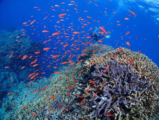 体験ダイビング 西表島のカラフルな海で体験ダイビング 1ボートor2ボートで楽しむ水中世界＜約3時間or1日／送迎付／3月～12月＞