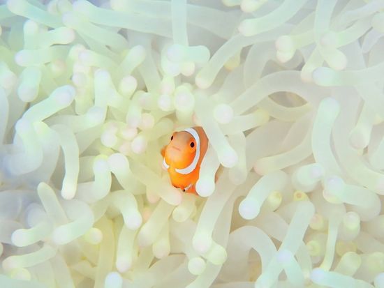 ファンダイブ6_R