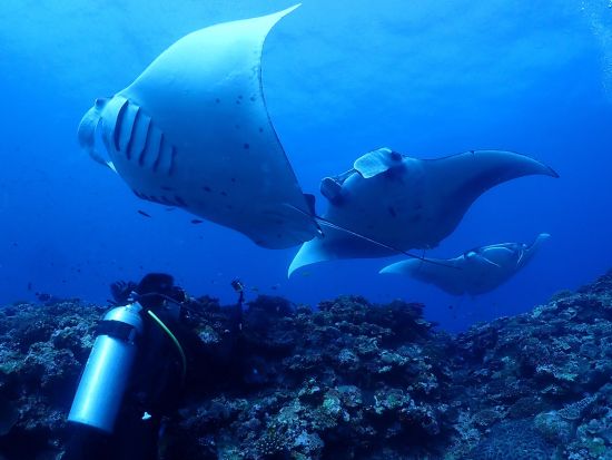 ファンダイビング 100以上のポイントから経験に合わせた良いポイントでダイビング！2～3ボート選択可＜半日～1日／送迎付／西表島＞