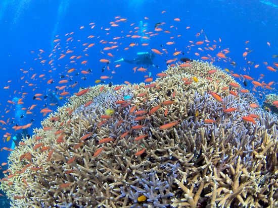 ファンダイブ2_R