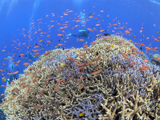 ファンダイビング 100以上のポイントから経験に合わせた良いポイントでダイビング！2～3ボート選択可＜半日～1日／送迎付／西表島＞