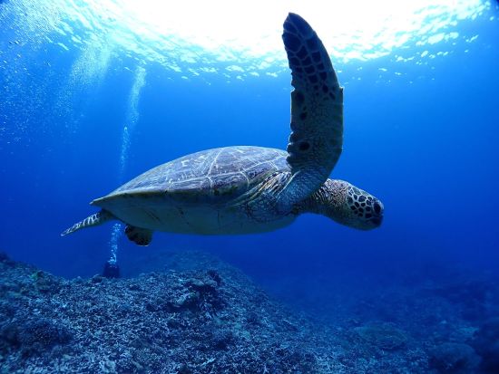 ファンダイビング 100以上のポイントから経験に合わせた良いポイントでダイビング！2～3ボート選択可＜半日～1日／送迎付／西表島＞