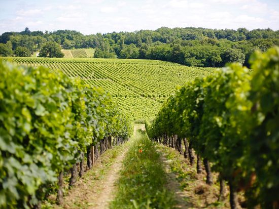 Winery_shutterstock_456696691