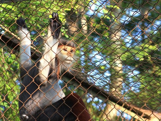 cha-va-chan-nau-aa-840