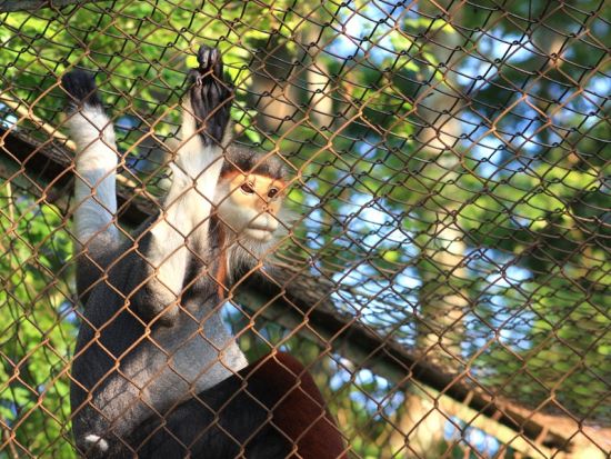 クックフォン国立公園日帰りツアー　トレッキング＋霊長類救護センター＋ヴァンロン湿地ボート体験＜日本語ガイド／昼食付き＞