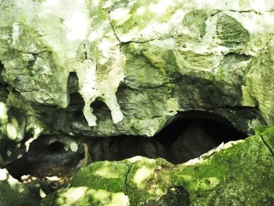 クックフォン国立公園日帰りツアー　トレッキング＋霊長類救護センター＋ヴァンロン湿地ボート体験＜日本語ガイド／昼食付き＞