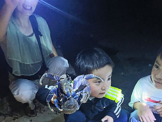 星空☆ナイトサファリ☆ 天然のプラネタリウム石垣島で南国特有の動植物を探そう〈約2時間／市街地送迎／石垣島＞