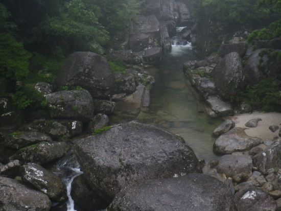 初心者OK！貸切！ヤクスギランド一日コース 巨木とコケの秘境、公認ガイドとのんびりツアー＜宮之浦～安房～尾之間エリア送迎／1名参加可＞ by 屋久島らんぶりん