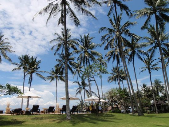 アリラマンギス (2)