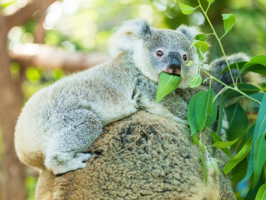 Australia_Generic Photos_Koala_Zoo_shutterstock_266653130