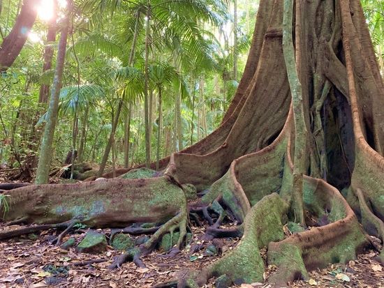 Witches Falls Circuit 